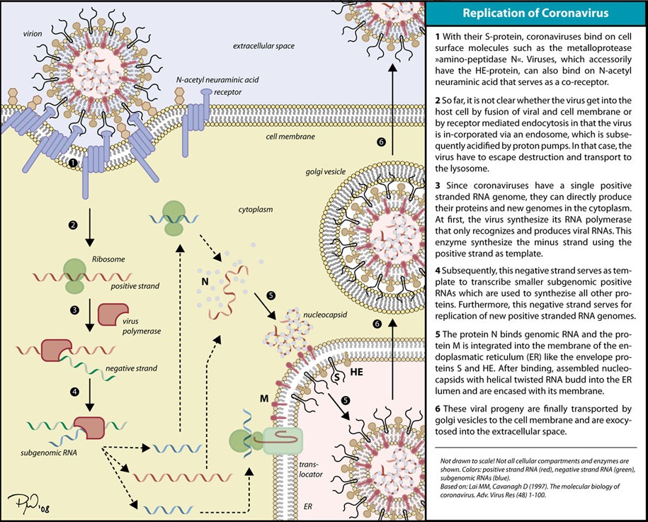 The replication of the coronavirus inside the host cell