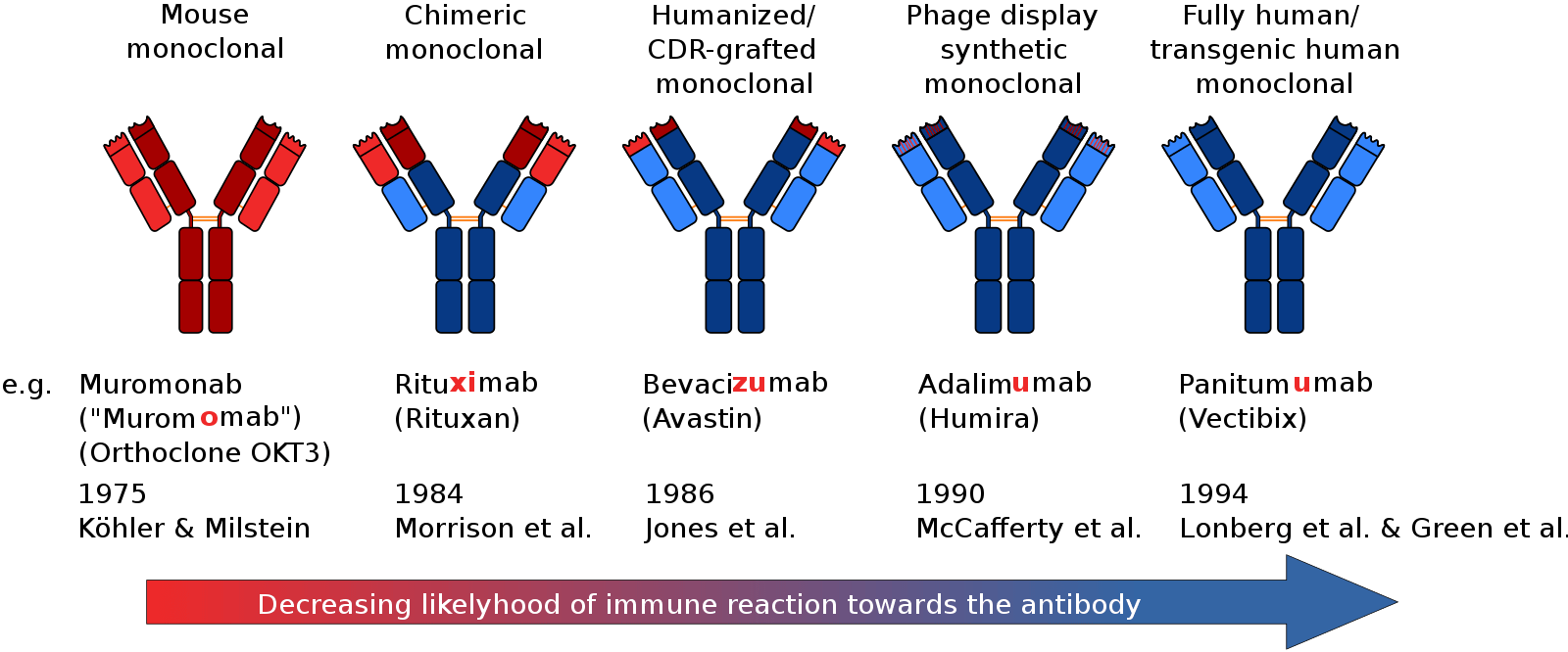 Development of better monoclonal antibodies for human therapy and their nomenclature