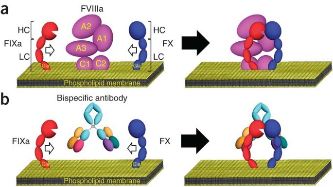 A bispecific antibody to factors IXa and X restores factor VIII hemostatic activity in a hemophilia A model