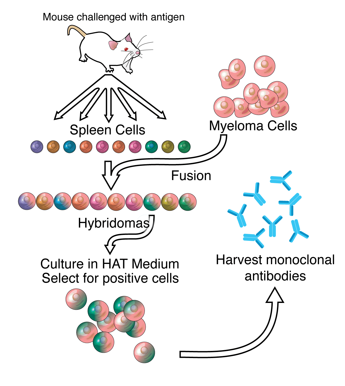 A general representation of the method used to produce monoclonal antibodies.
