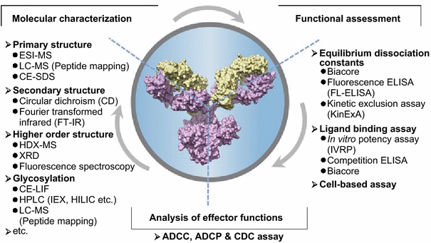 Molecular and functional analysis of monoclonal antibodies