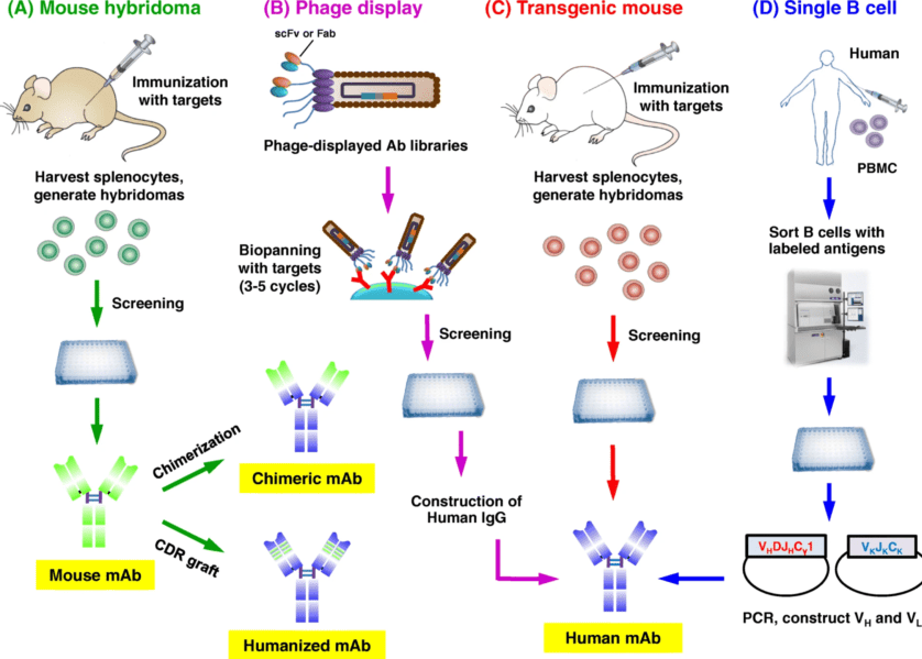 Development of therapeutic antibodies
