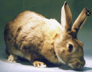 From rabbit antibody repertoires to rabbit monoclonal antibodies.